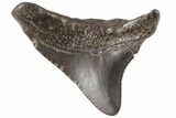 Juvenile Megalodon Tooth - Georgia #83643-1
